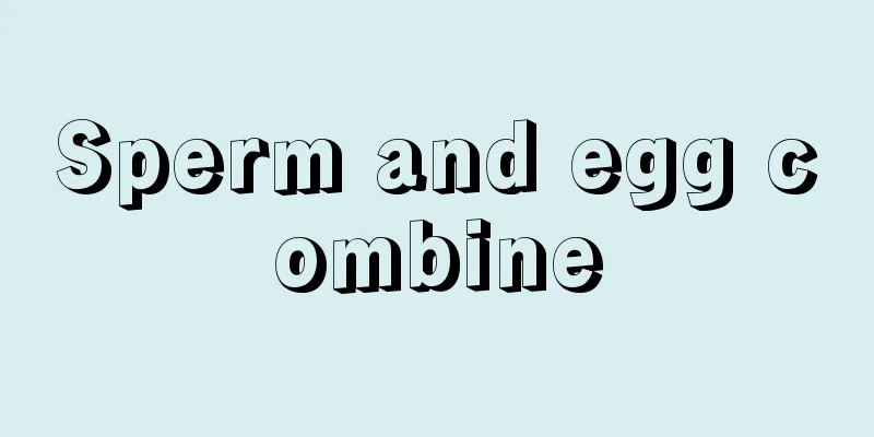 Sperm and egg combine